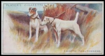 42 Smooth Fox Terriers